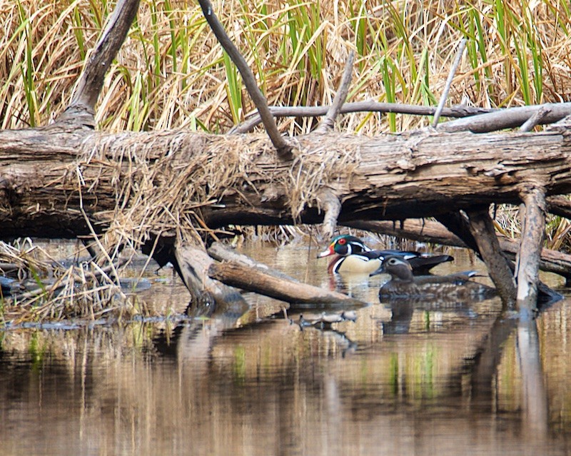 Orman Ördeği - ML43450311