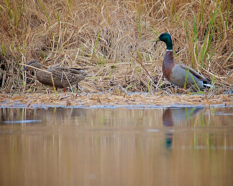 Yeşilbaş - ML43450351
