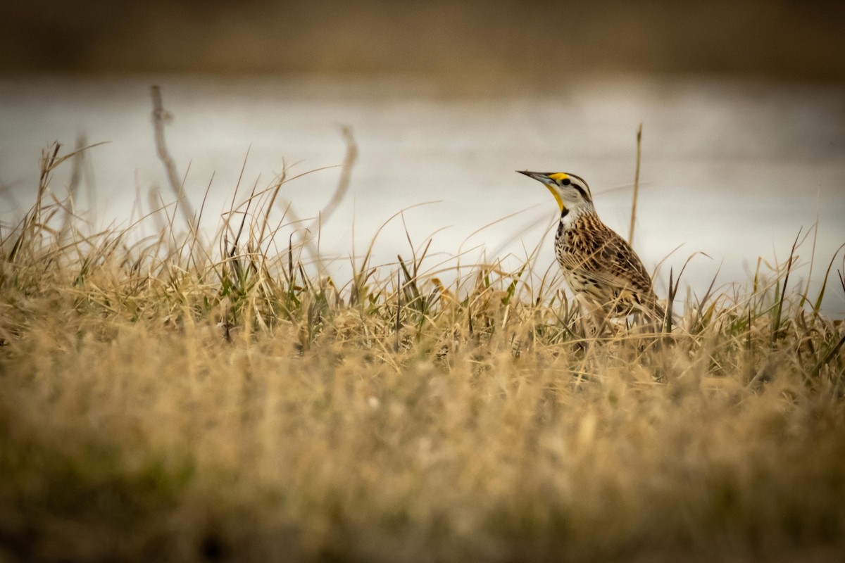 Eastern Meadowlark - ML434503781