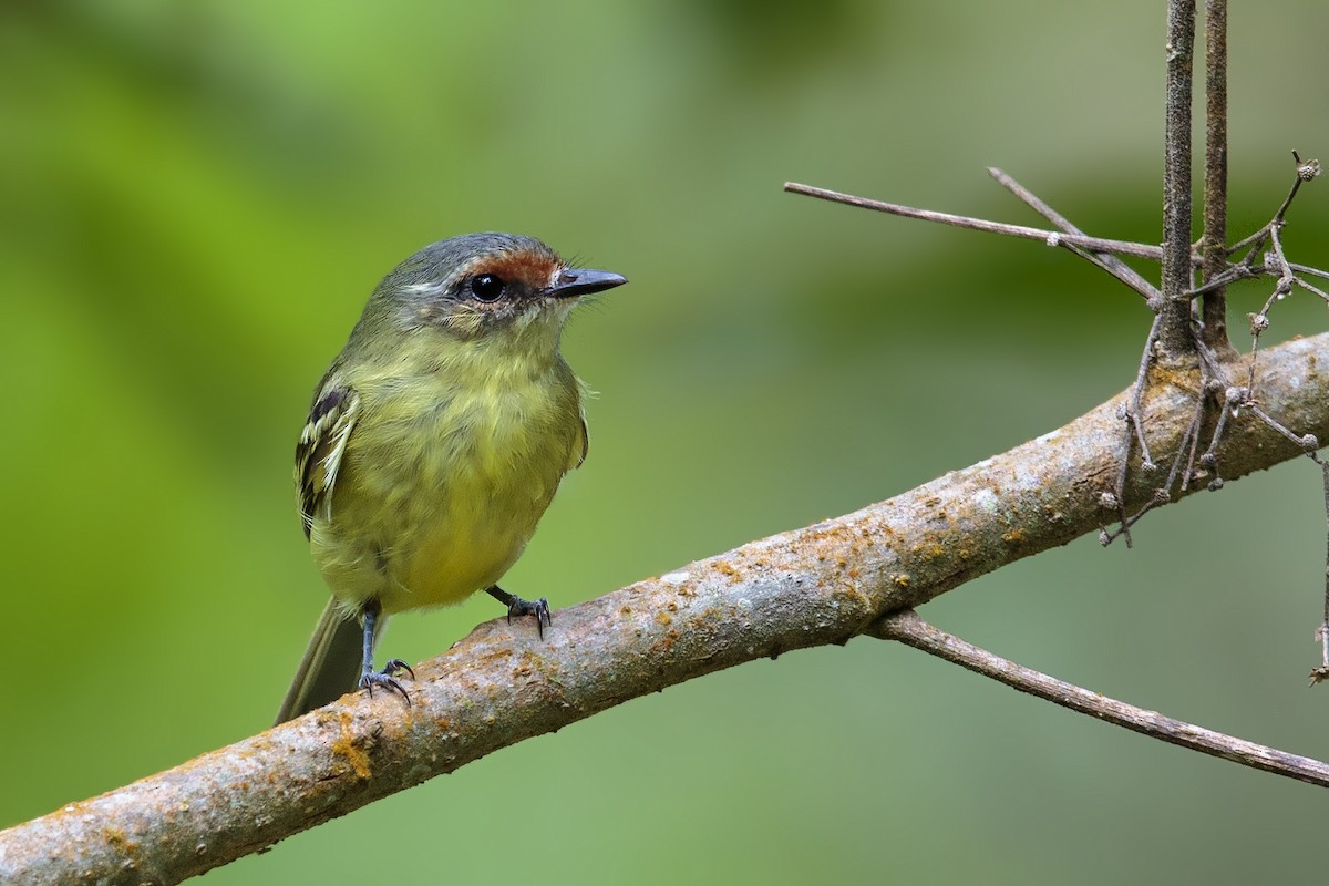 Cinnamon-faced Tyrannulet - Bradley Hacker 🦜