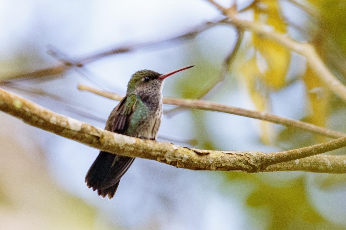 fiolstrupekolibri - ML434504941