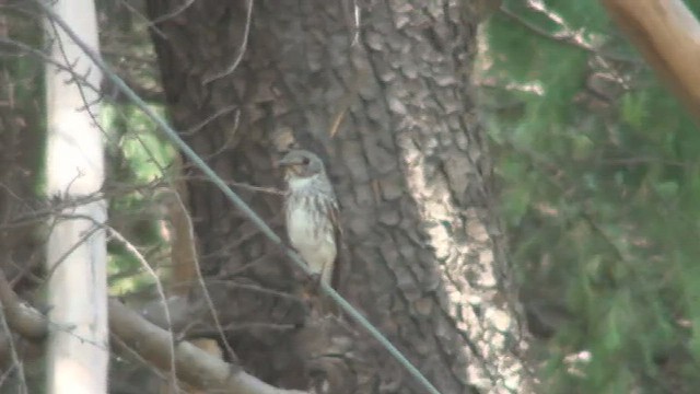 Gray-streaked Flycatcher - ML434505271