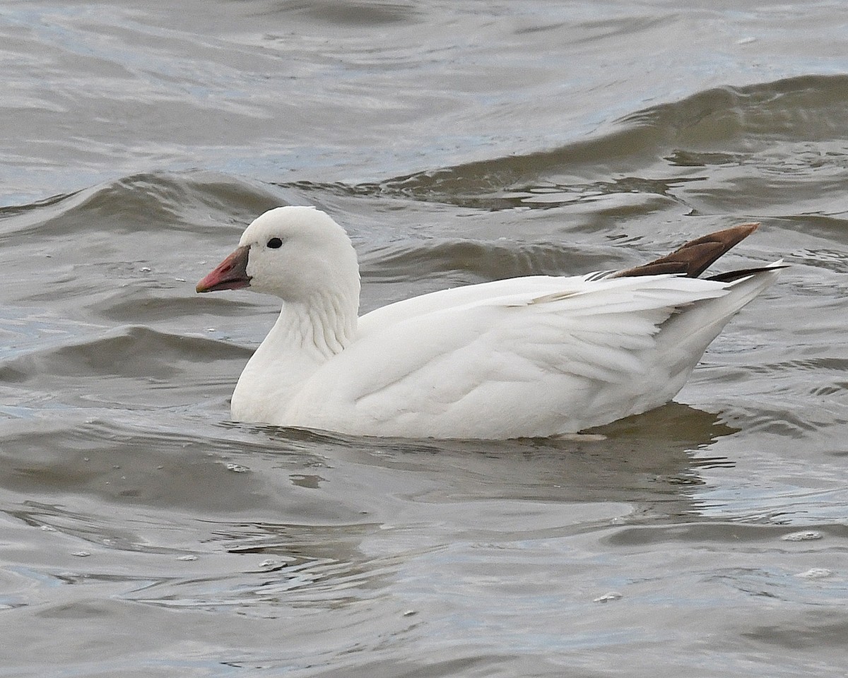 Ross's Goose - Michael Topp