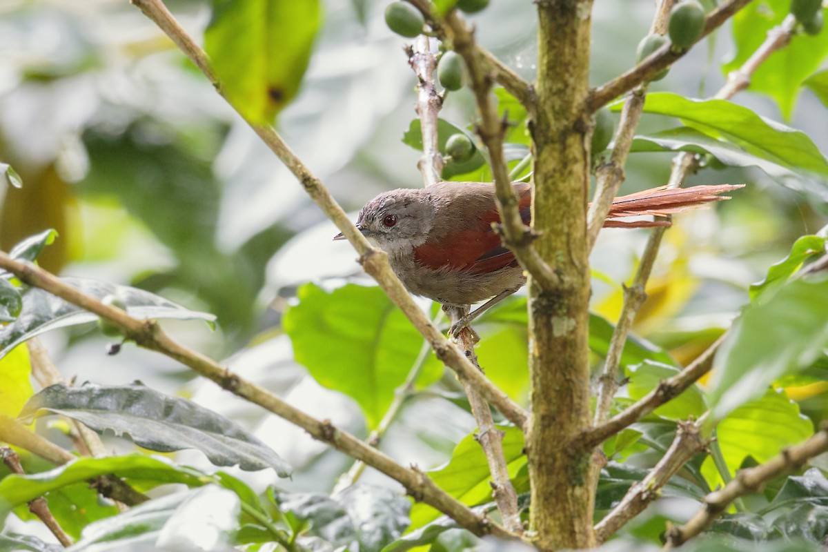 Plain-crowned Spinetail - ML434508171