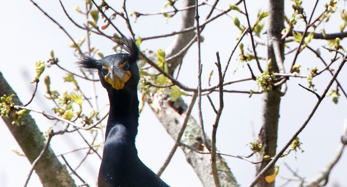 Double-crested Cormorant - ML434508561