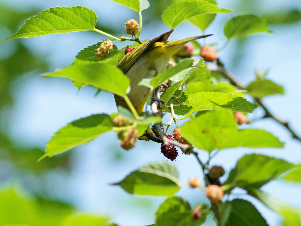 Swinhoe's White-eye - ML434508661