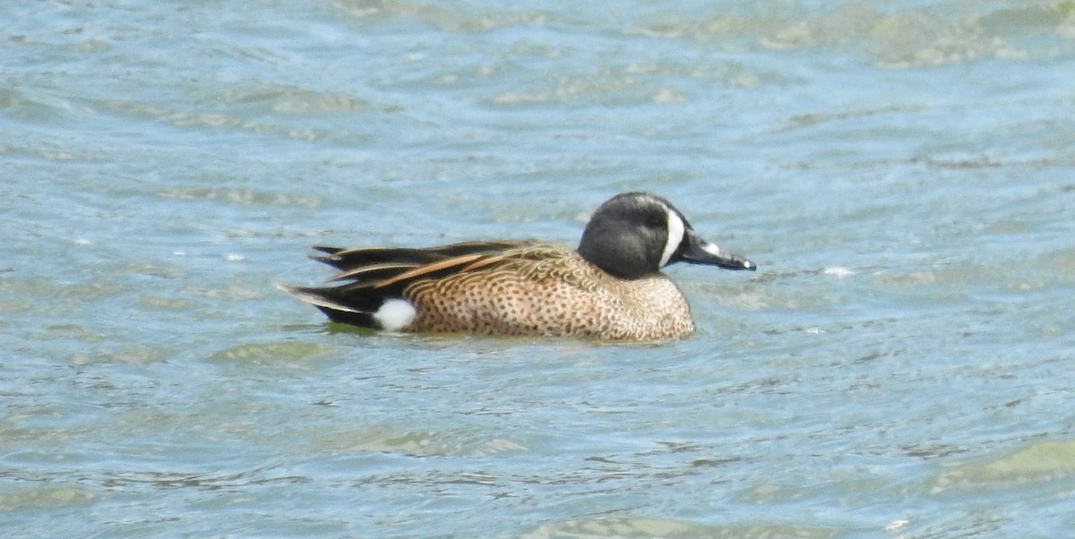 Blue-winged Teal - ML434508911