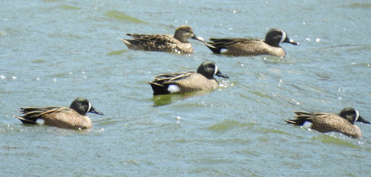 Blue-winged Teal - ML434508921