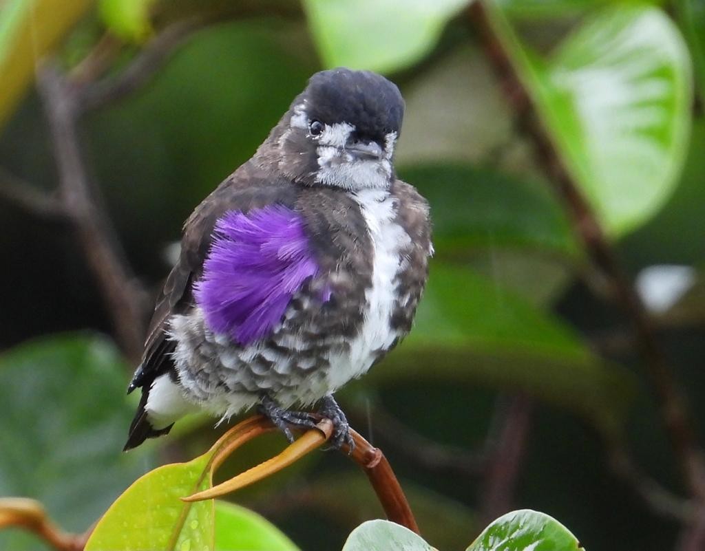 White-browed Purpletuft - ML434509551