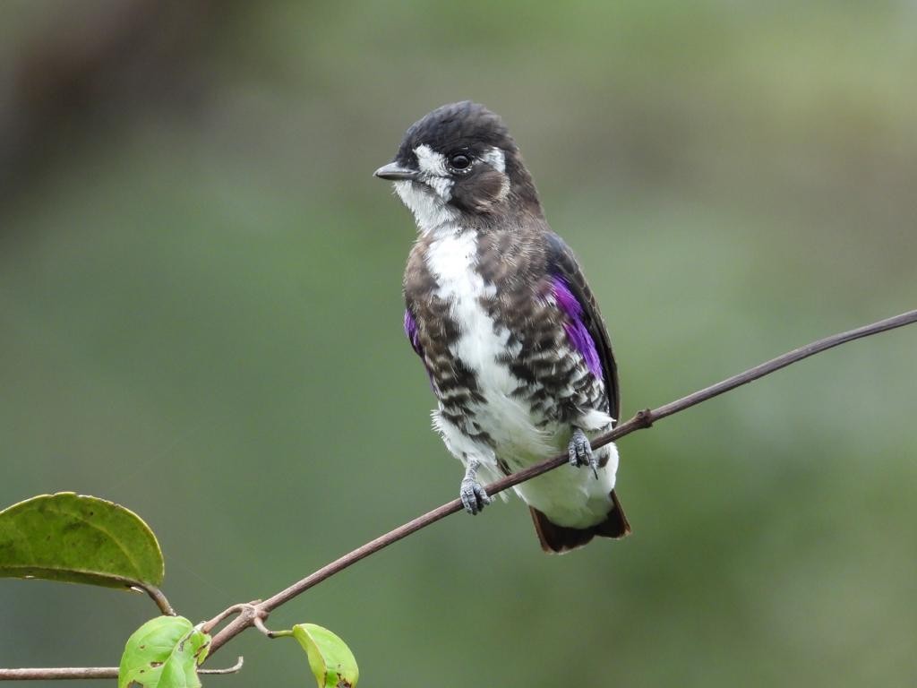 White-browed Purpletuft - ML434509561