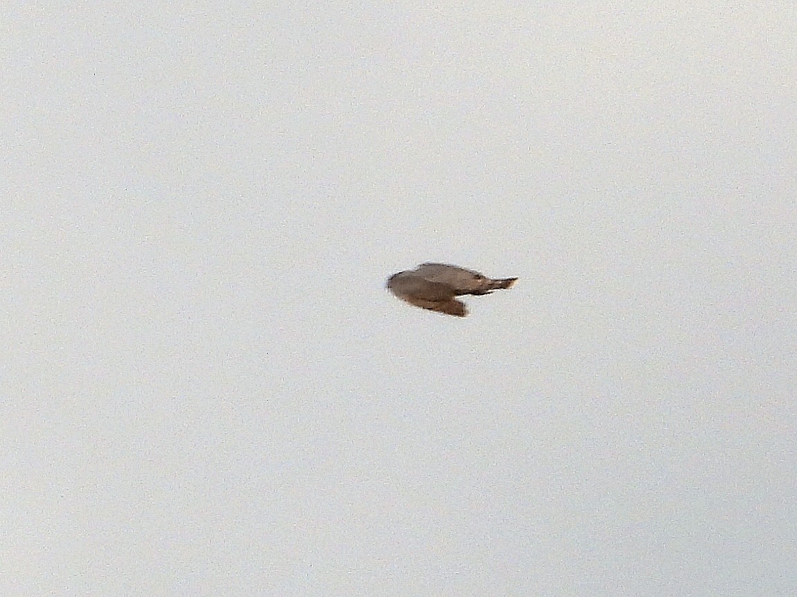 Sharp-shinned Hawk - Samuel Belley