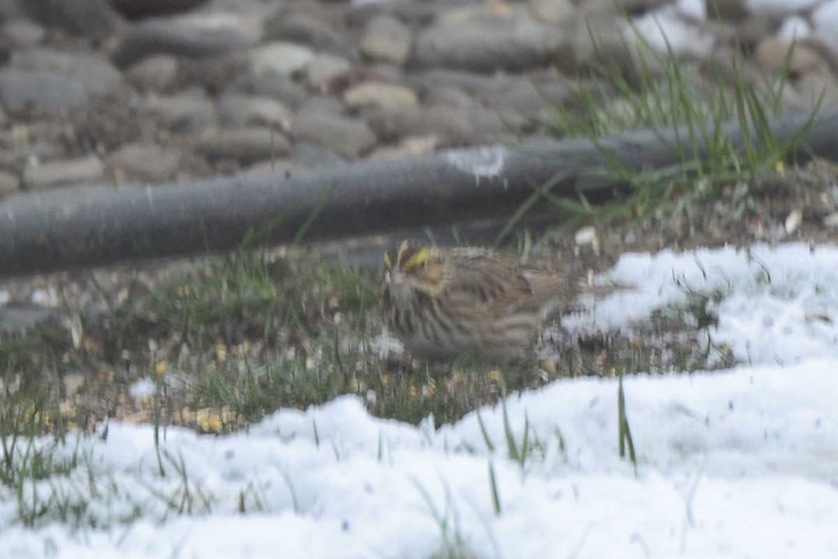 Savannah Sparrow - ML434510861