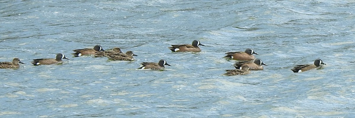 Blue-winged Teal - ML434510921