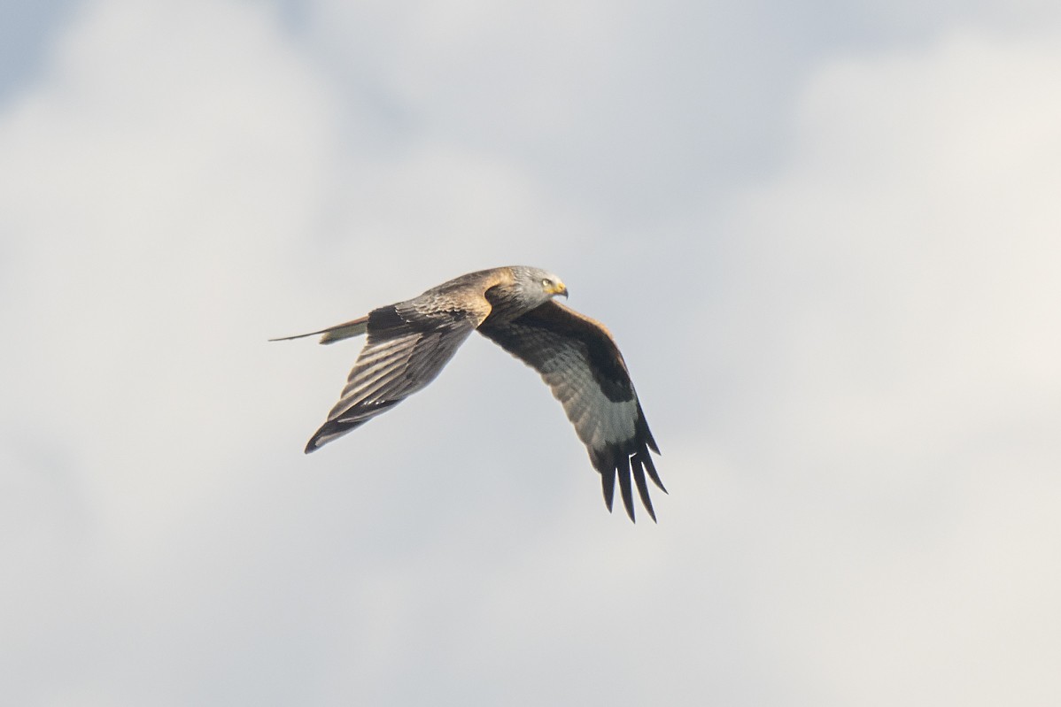 Red Kite - ML434511131