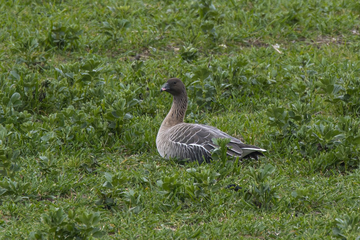 Pink-footed Goose - ML434511341