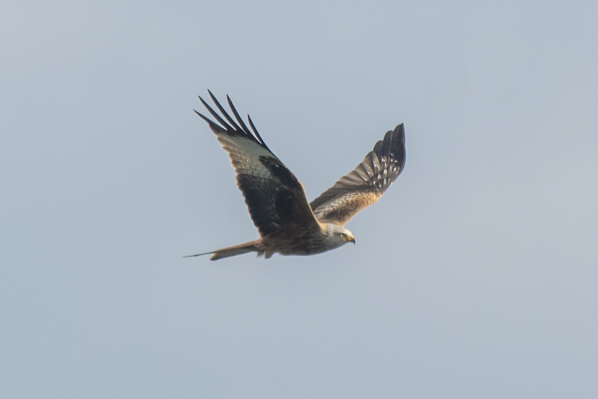 Red Kite - ML434511361