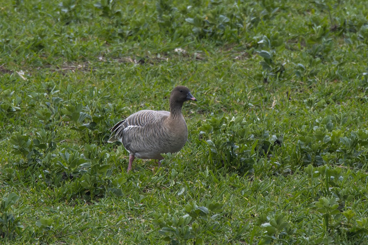Pink-footed Goose - ML434511381