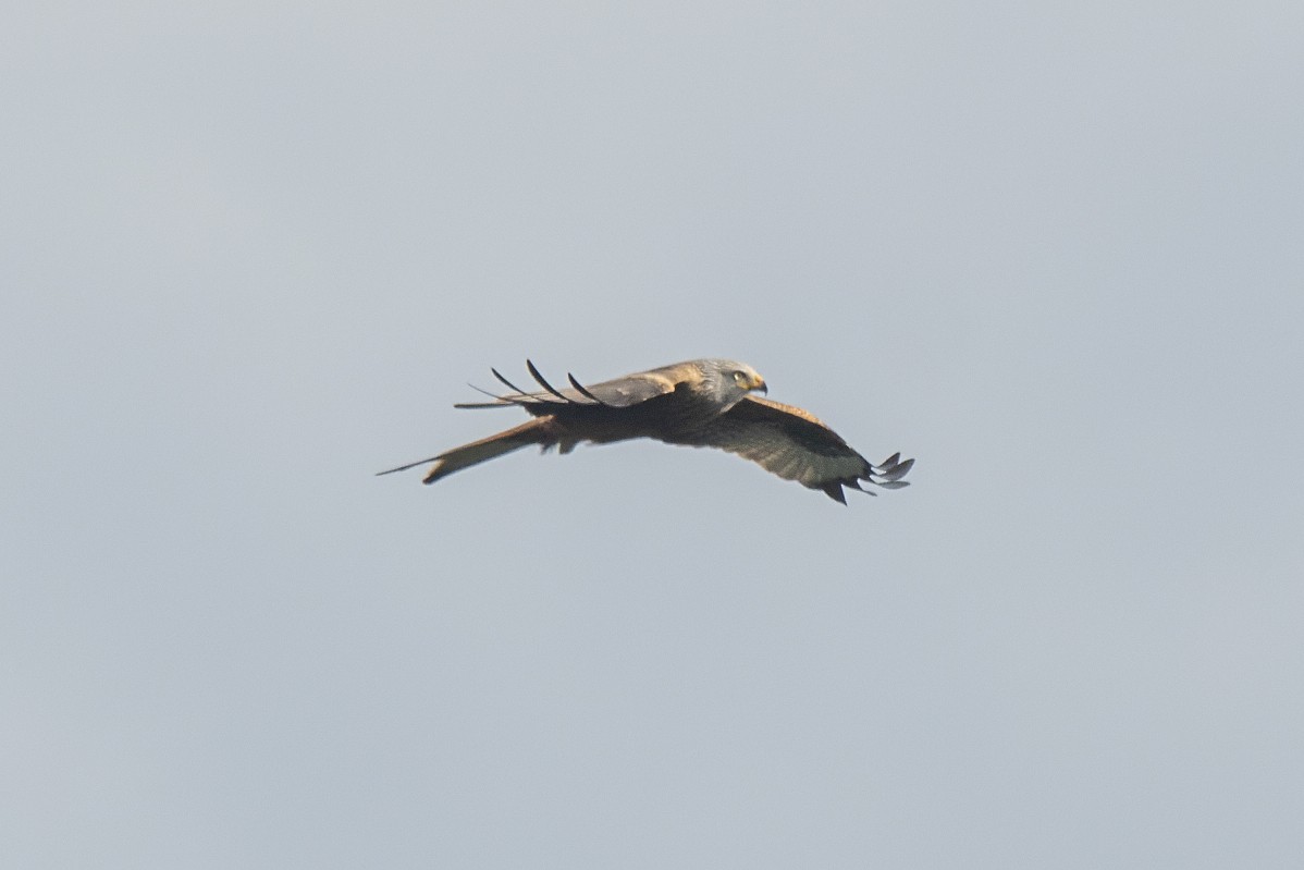 Red Kite - ML434511391