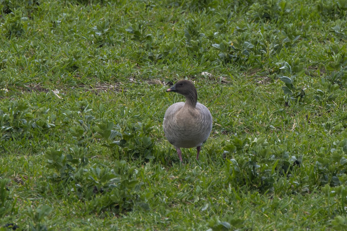 Pink-footed Goose - ML434511401