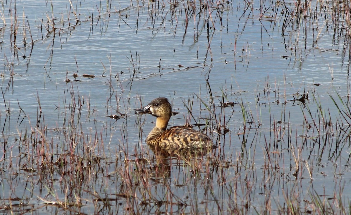 White-backed Duck - ML43451151