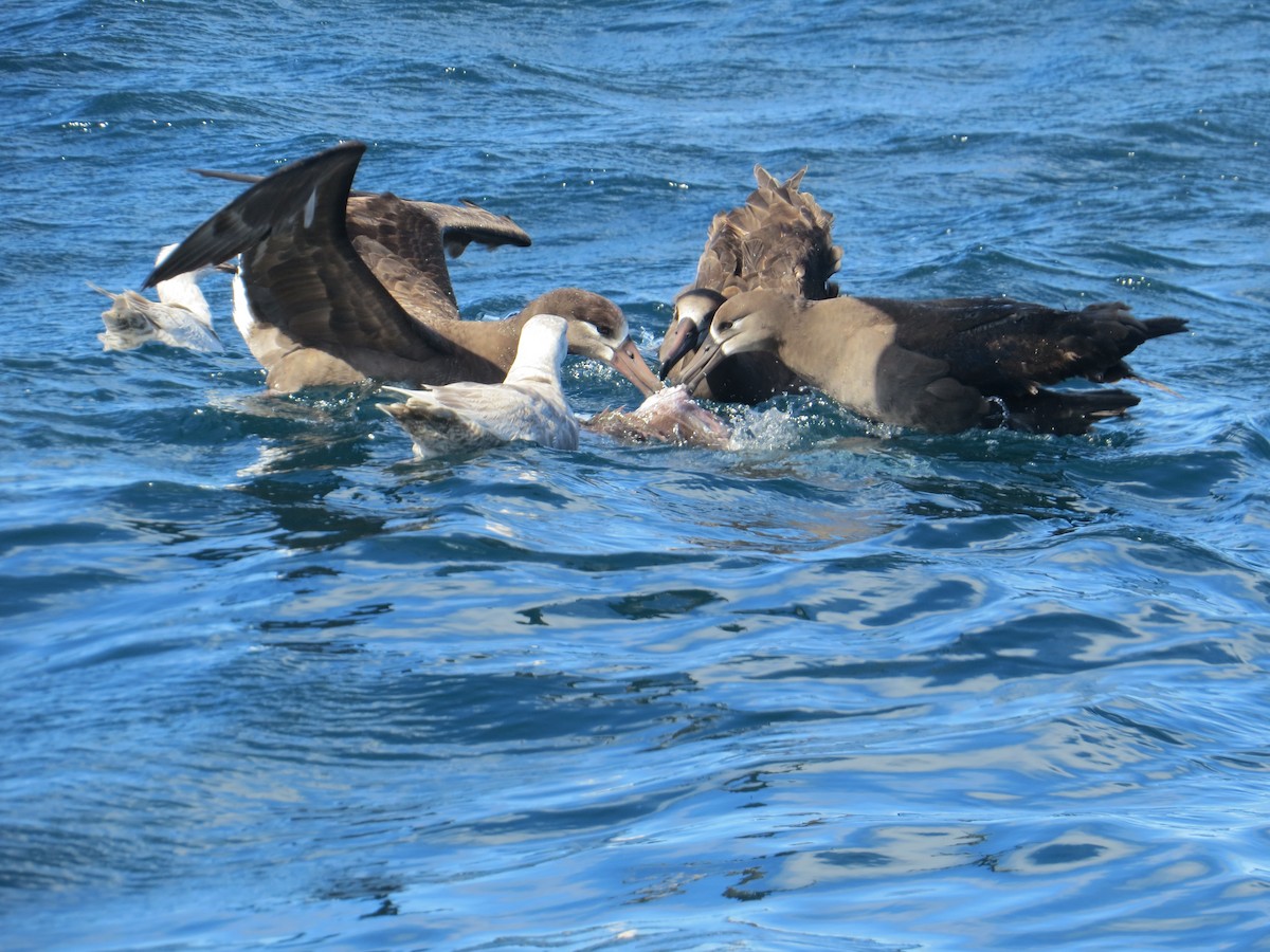 Black-footed Albatross - ML434511591