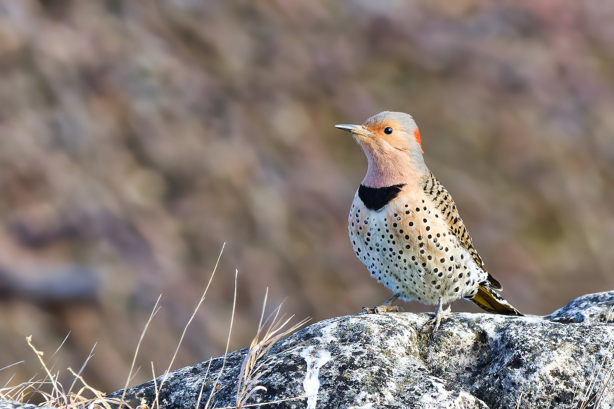 Northern Flicker - ML434514501