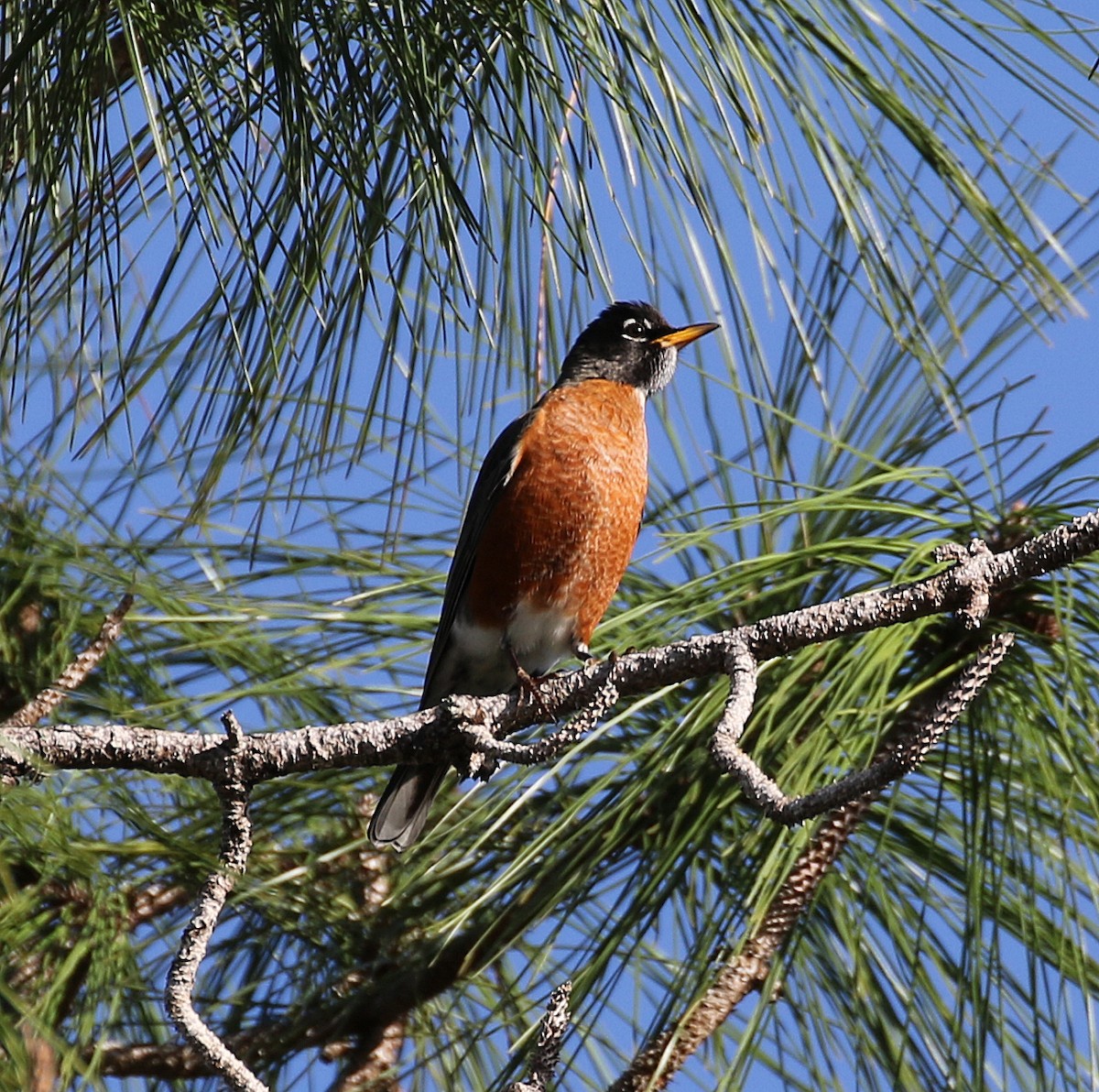 American Robin - ML43451671