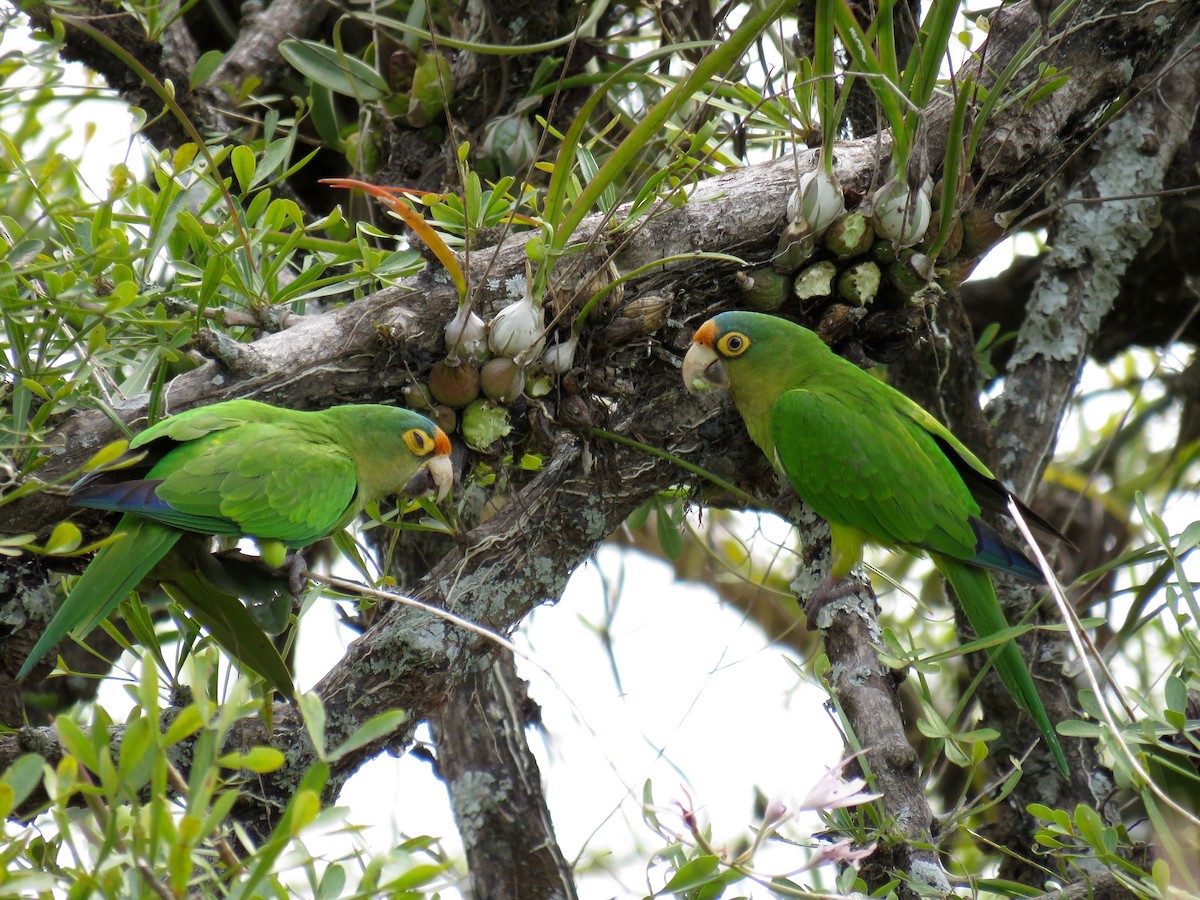Orange-fronted Parakeet - John van Dort