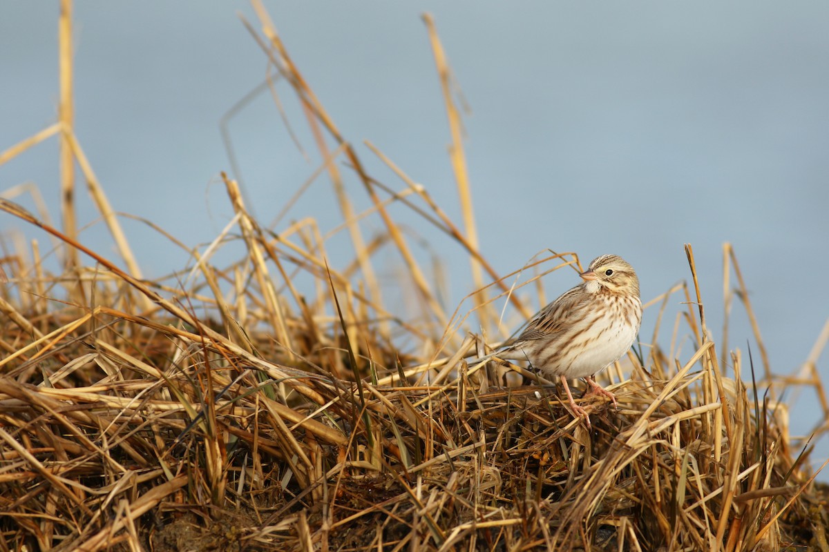 Savannah Sparrow (Ipswich) - Evan Lipton