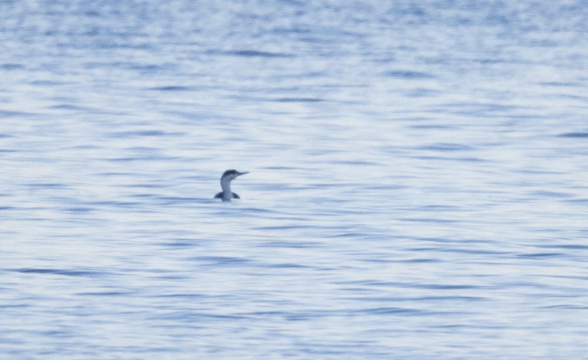 Red-throated Loon - ML434518001