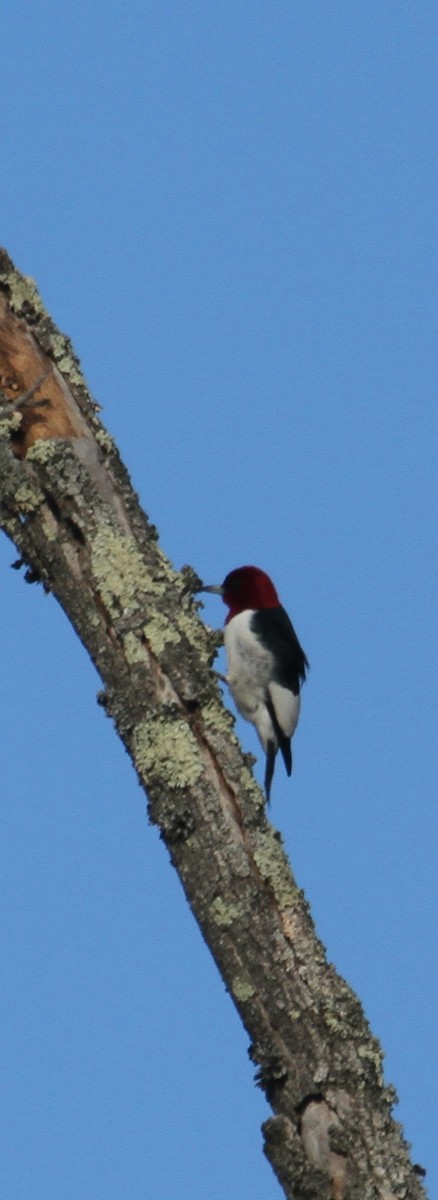 Red-headed Woodpecker - Jim Stasz