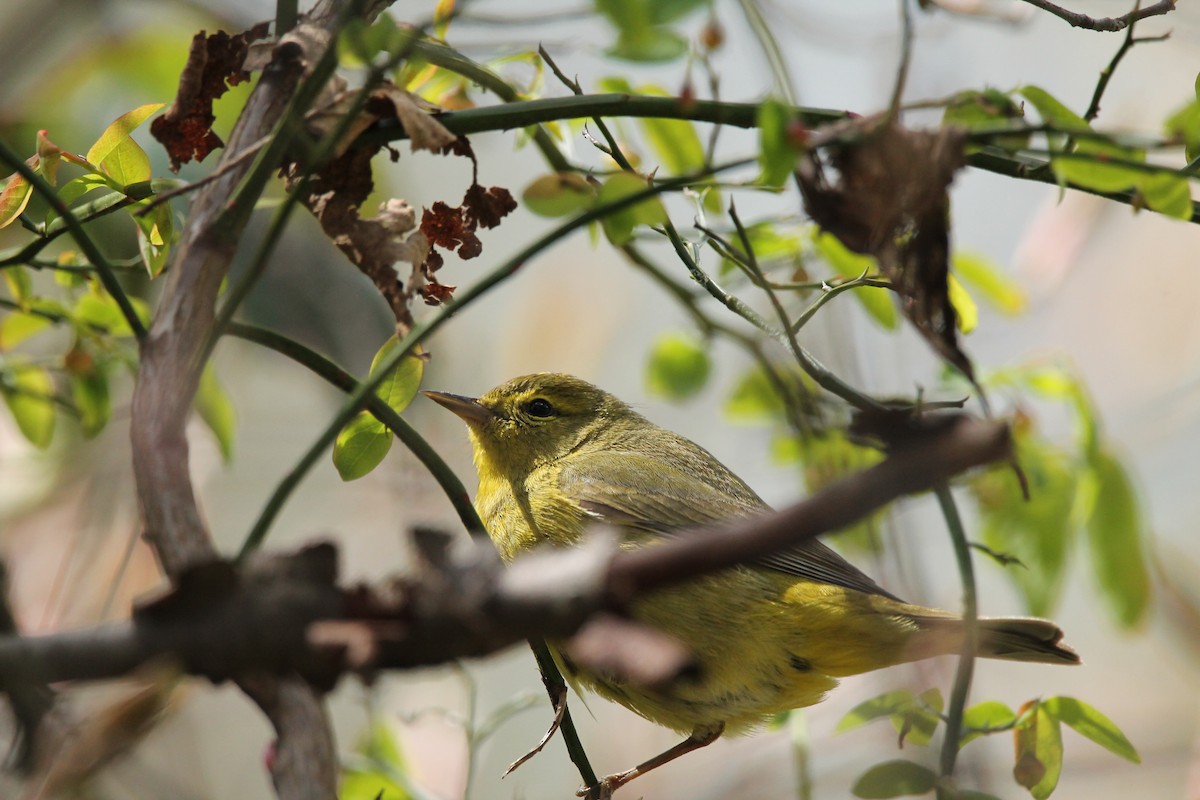 Reinita Coroninaranja (lutescens) - ML434518491