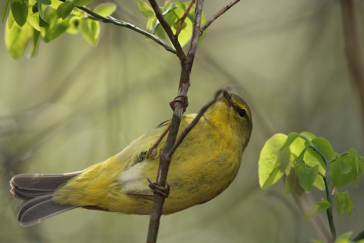 lesňáček hvězdičkový (ssp. lutescens) - ML434518521