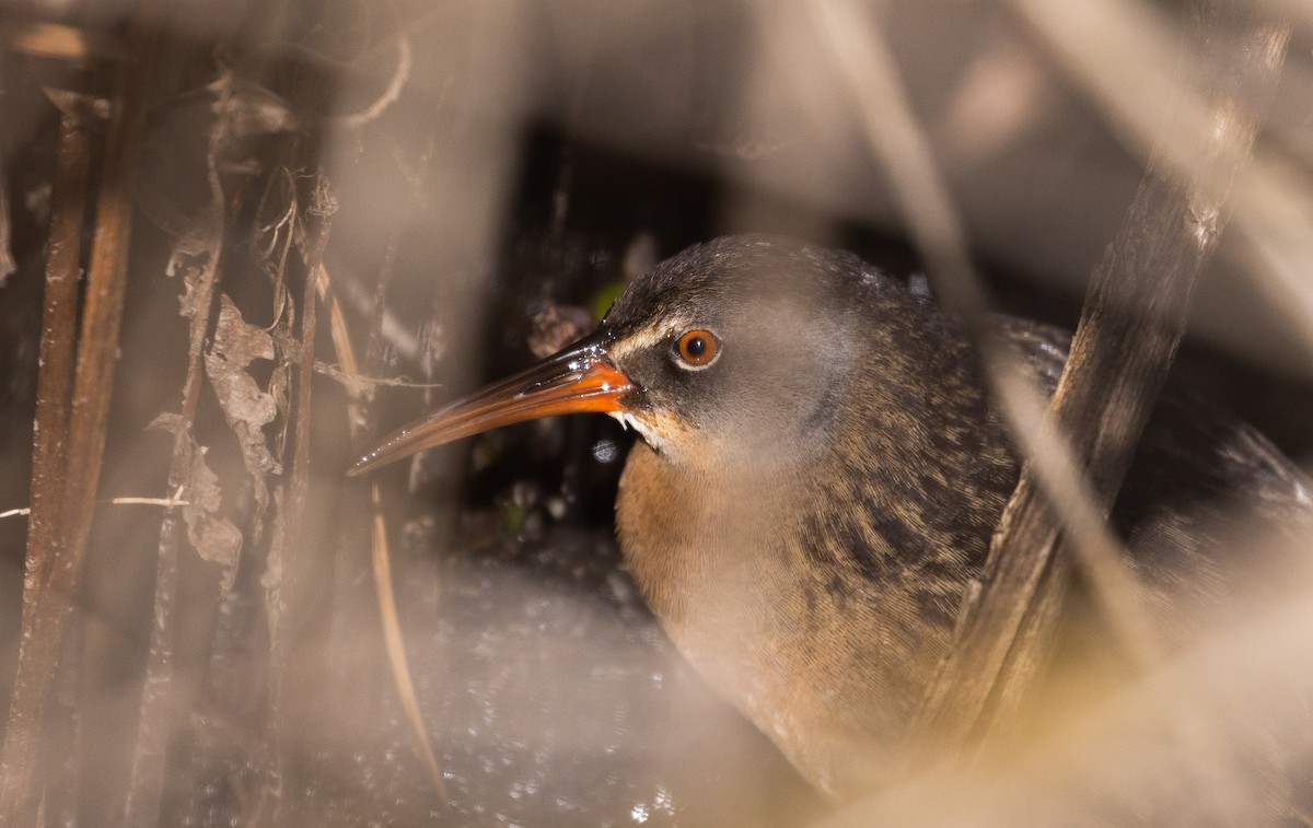 Virginia Rail (Virginia) - ML434518711