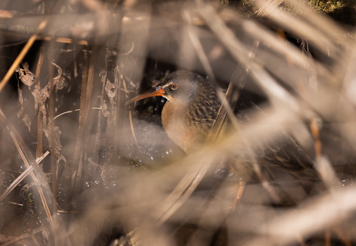 Virginia Rail (Virginia) - ML434518781