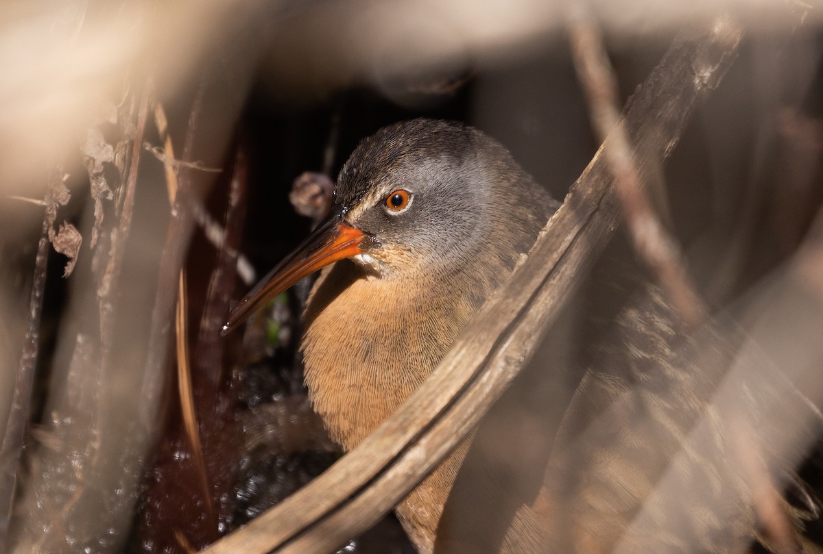 Virginia Rail (Virginia) - ML434518801