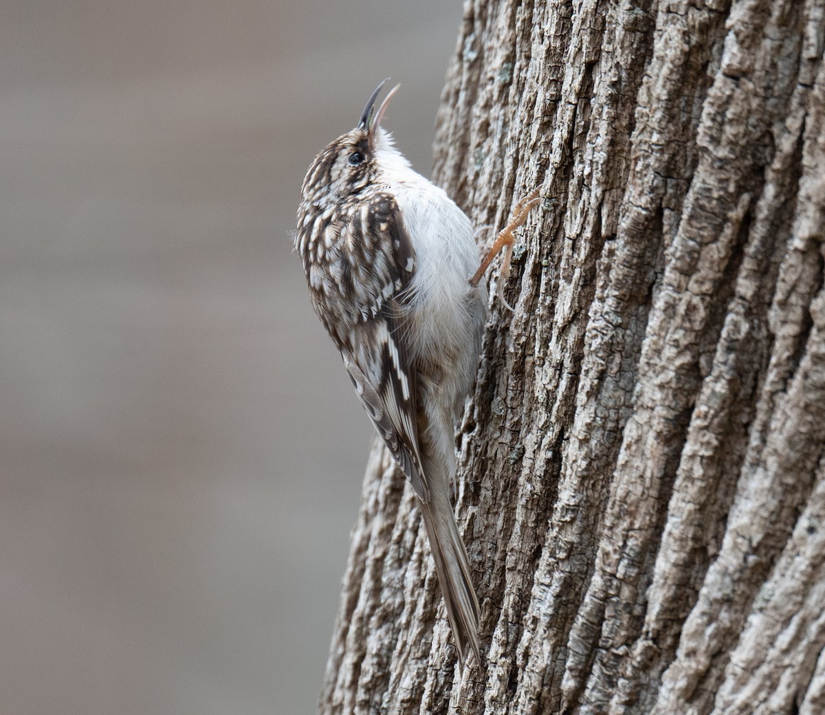 Brown Creeper - ML434518871