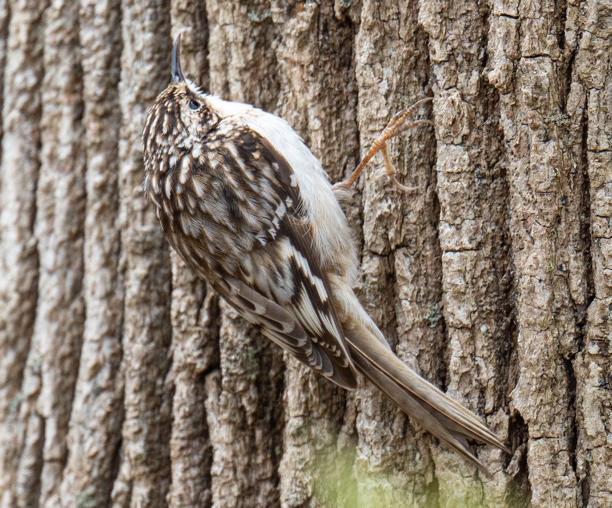 Brown Creeper - ML434518881