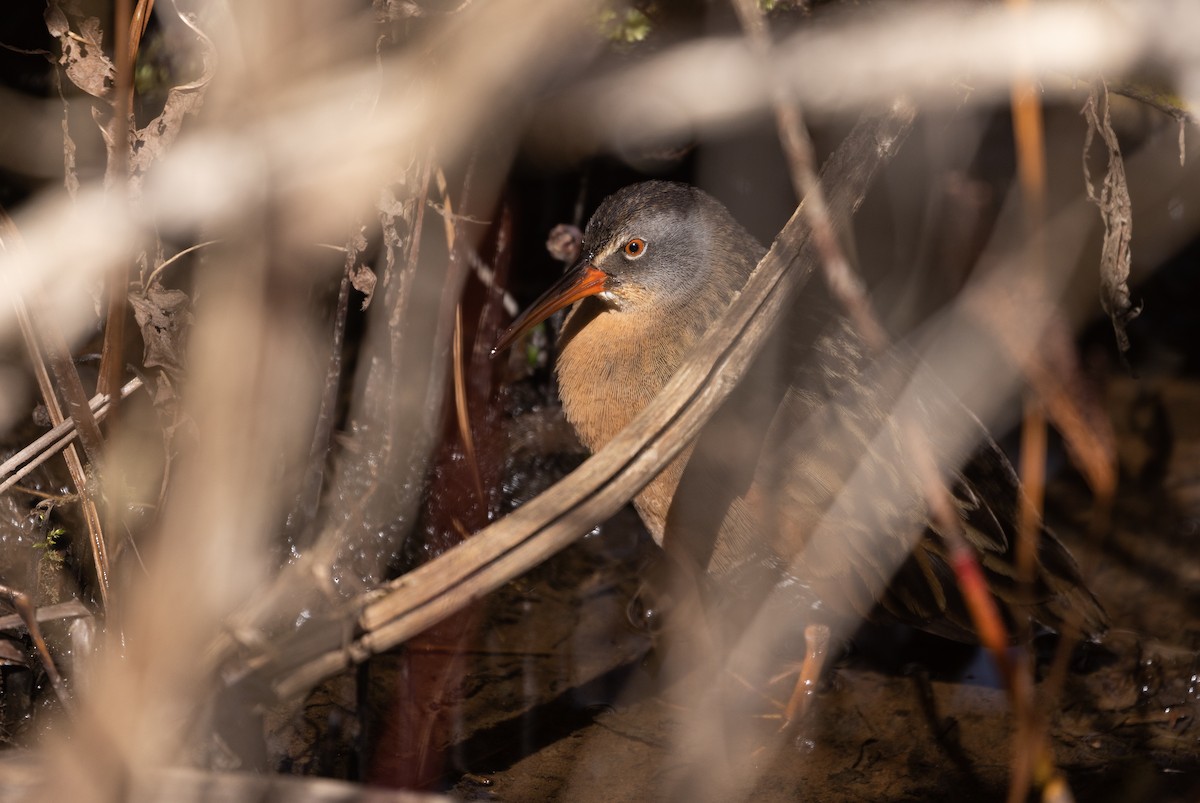 Virginia Rail (Virginia) - ML434518891