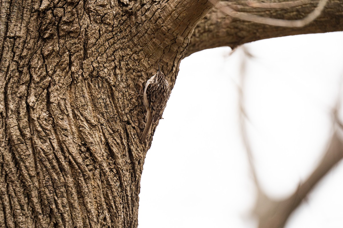 Brown Creeper - ML434518971