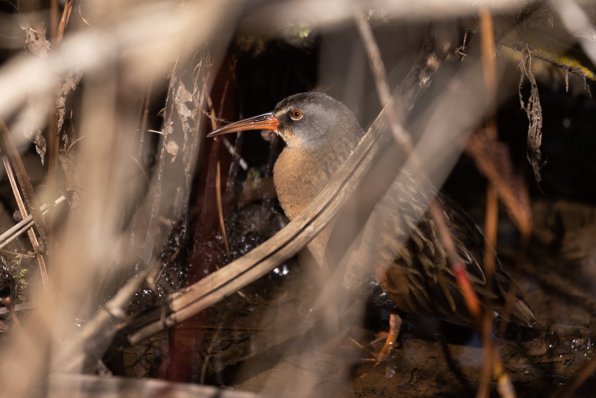 Virginia Rail (Virginia) - ML434519131