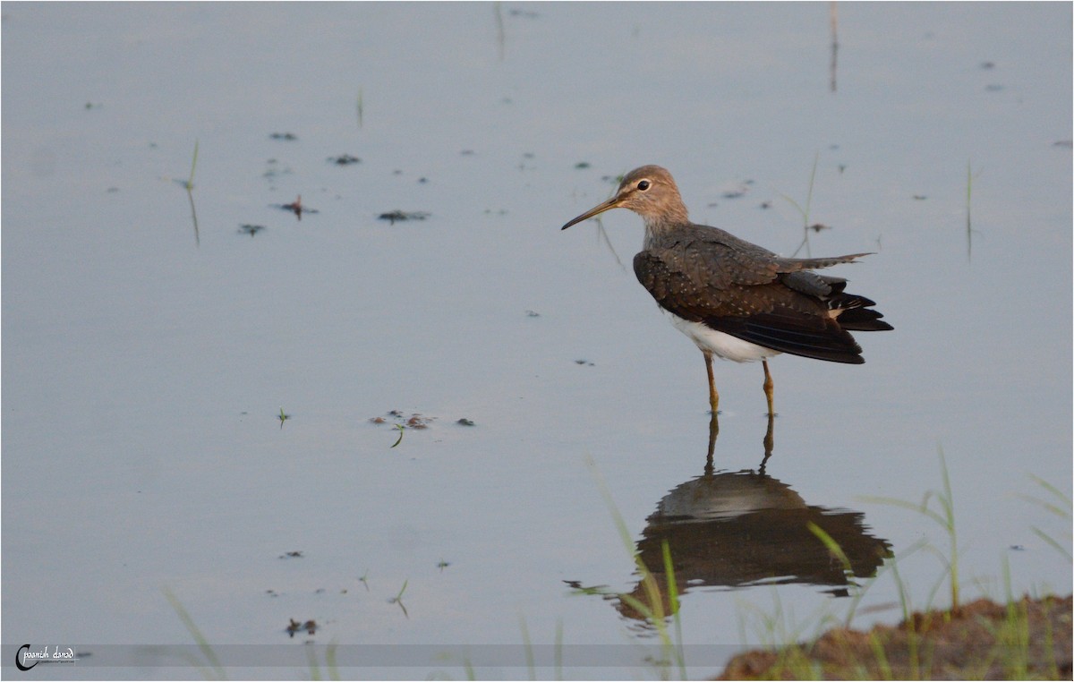 Green Sandpiper - Anish Asokan Elanad