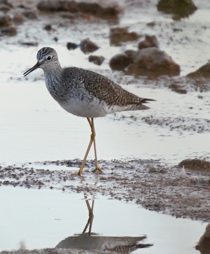 Lesser Yellowlegs - ML434519321