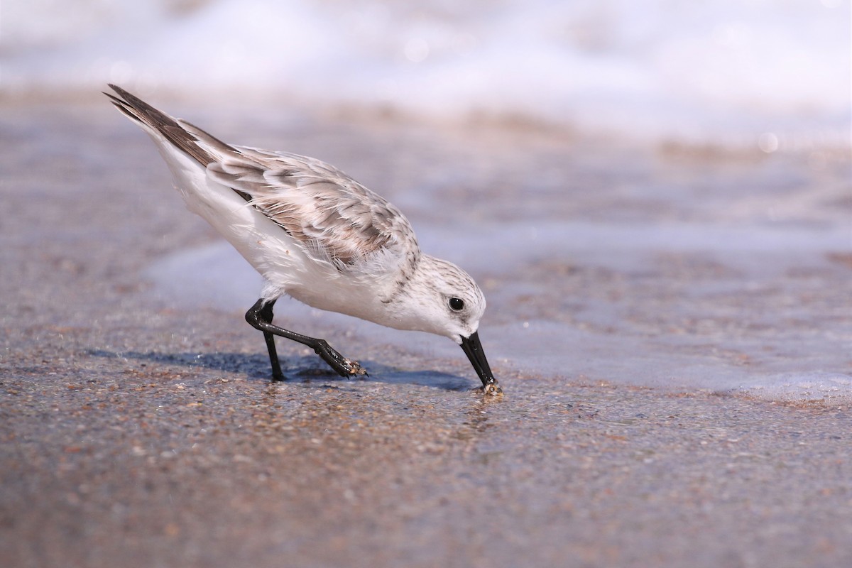 Sanderling - ML434519461