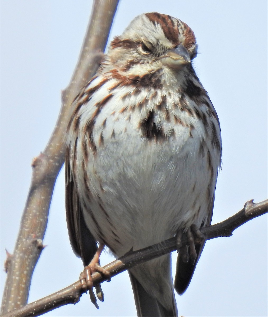 Song Sparrow (melodia/atlantica) - ML434519611