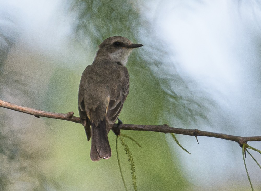 Vermilion Flycatcher - ML434519941