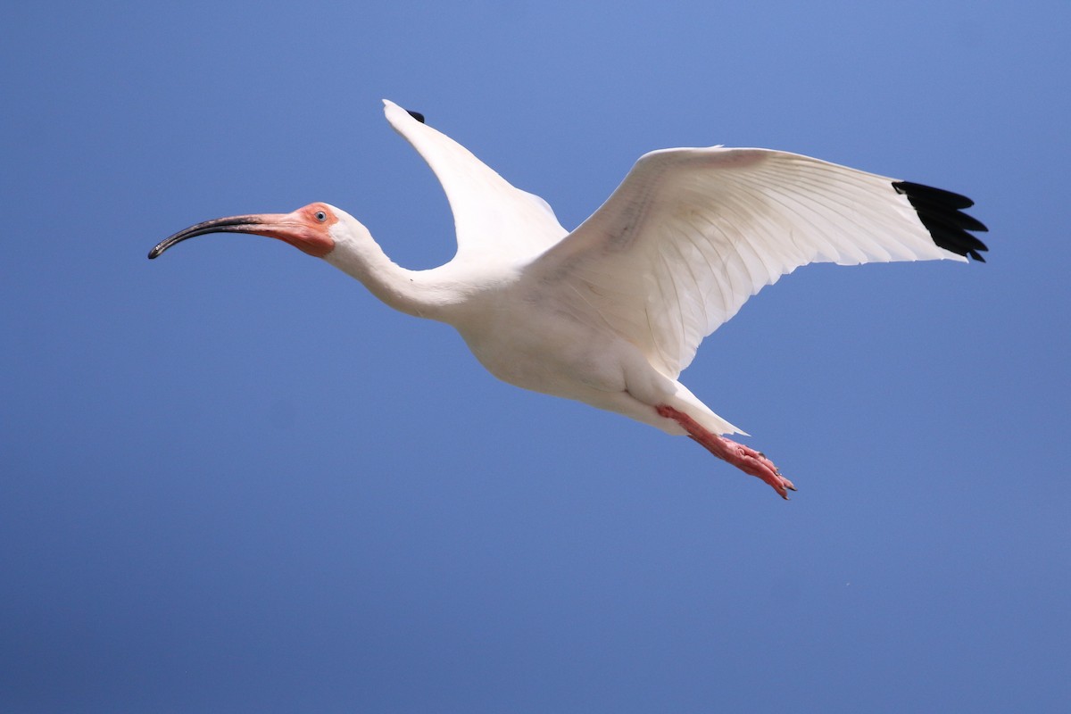 White Ibis - Jon Pleizier