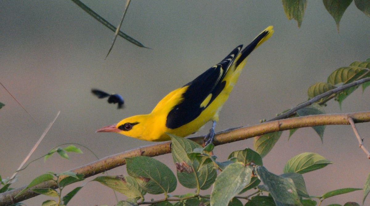 Indian Golden Oriole - P.A.Anish Elanad