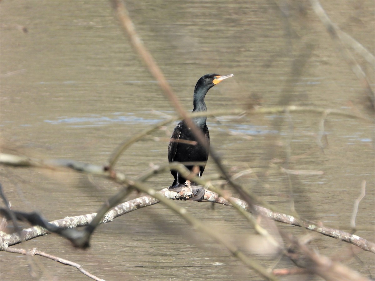 Double-crested Cormorant - ML434521281
