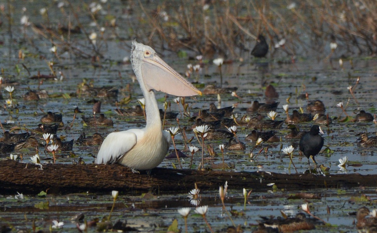 Spot-billed Pelican - Anish Asokan Elanad